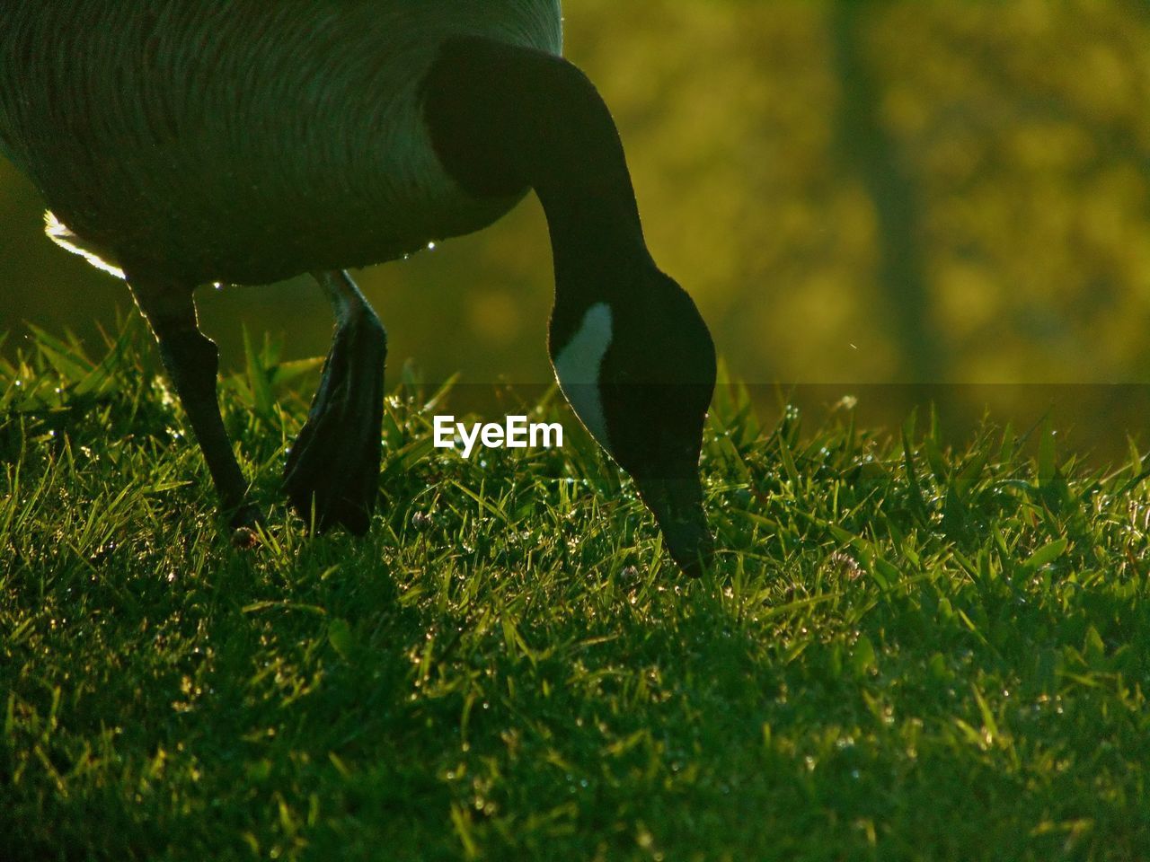 A goose looking for food in the grass