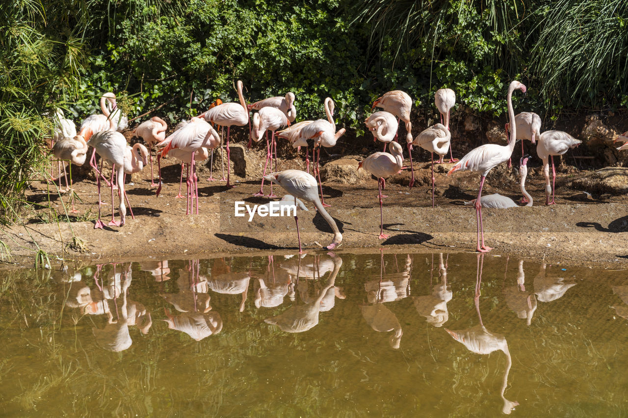 View of a group of flamingo birds park - in rabat zoo , rabat, morocco