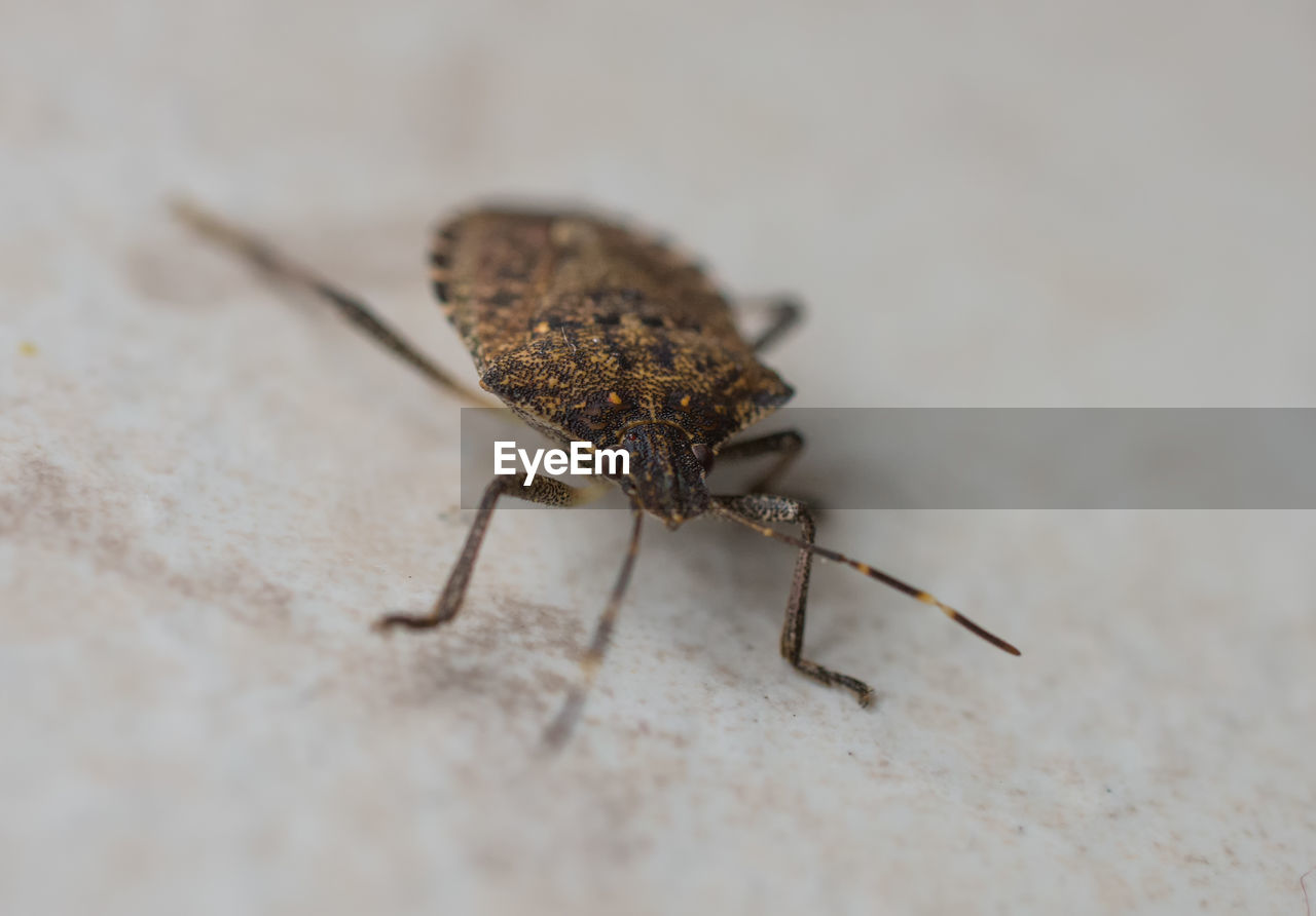 CLOSE-UP OF SPIDER ON A TABLE