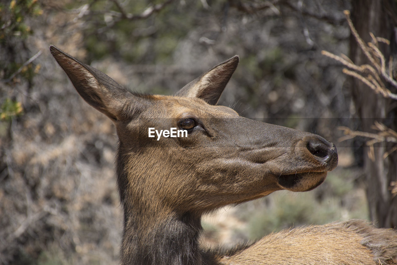 close-up of donkey