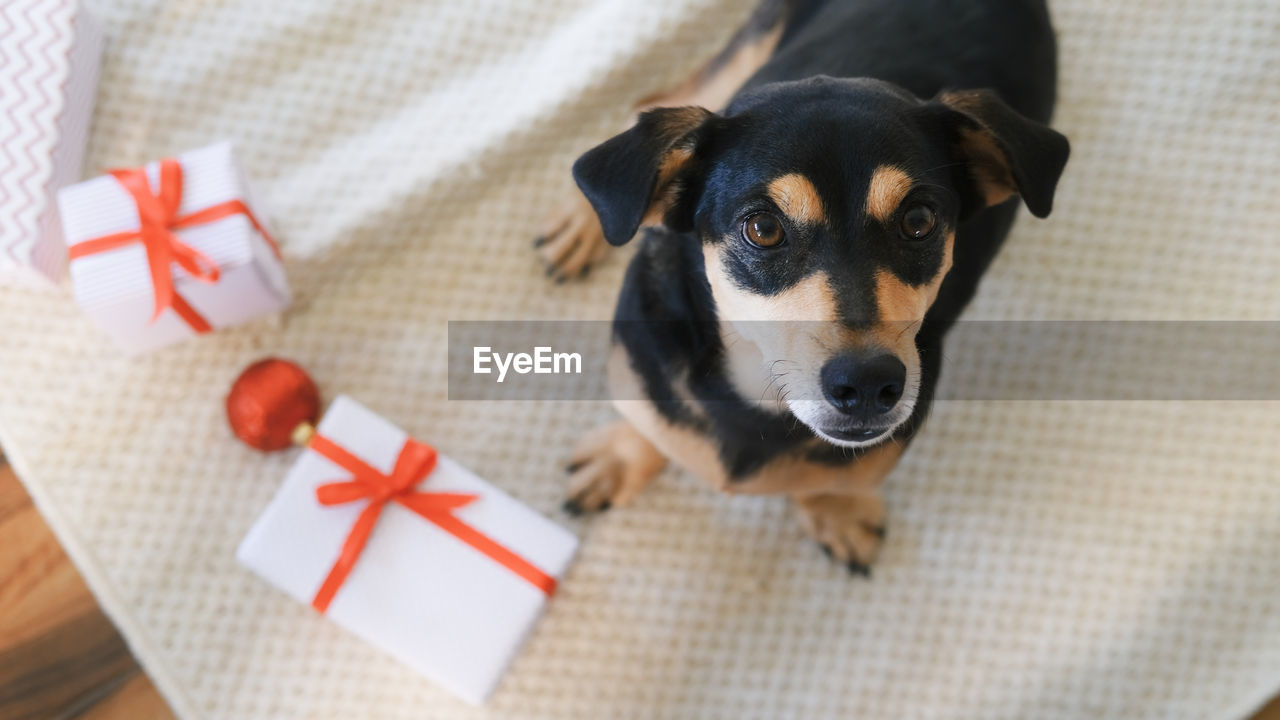 Portrait of dog standing by christmas present at home