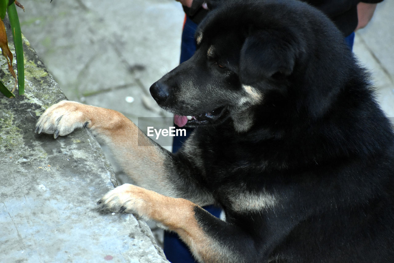 CLOSE-UP OF A DOG