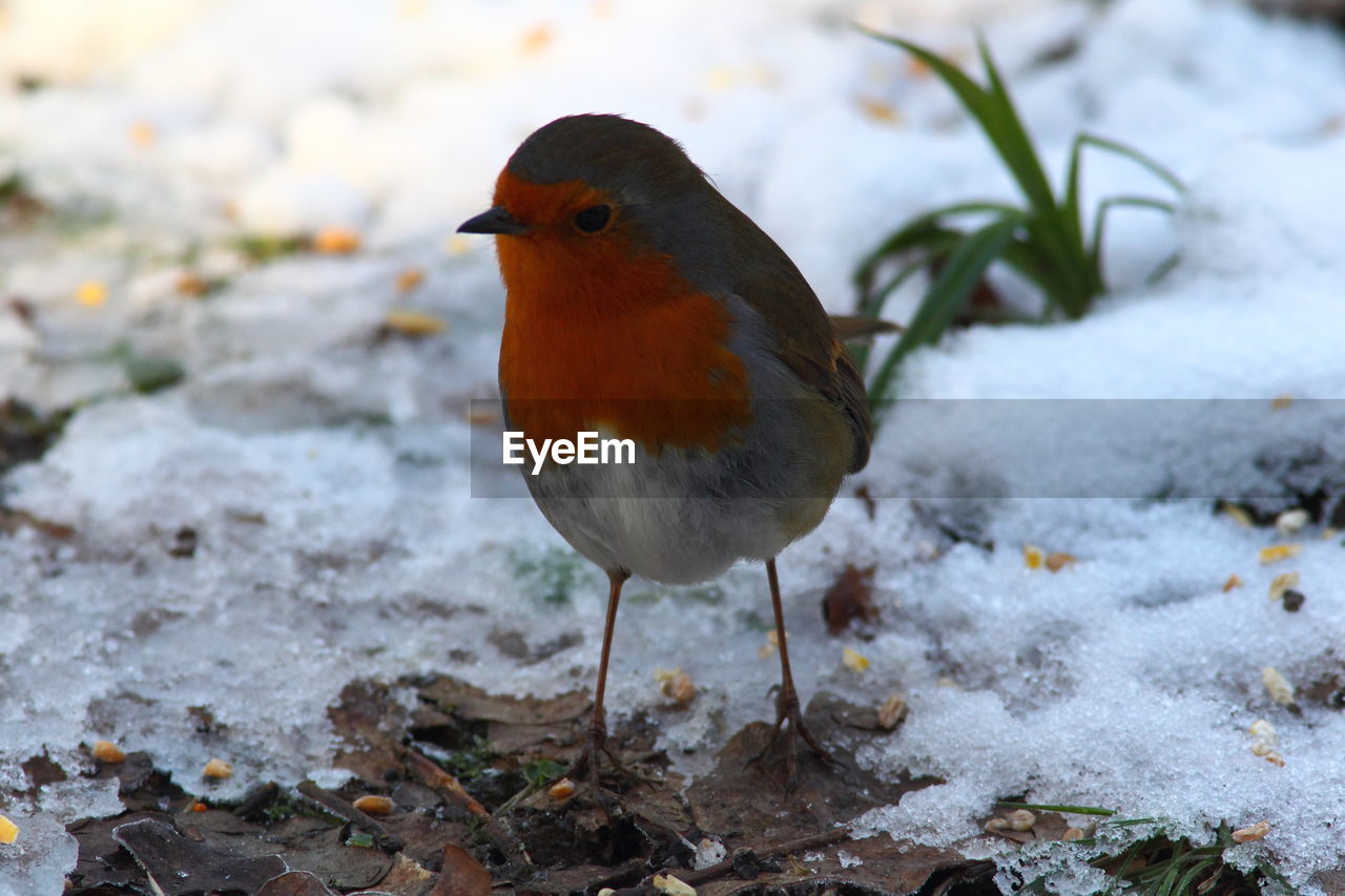 BIRD PERCHING ON SNOW COVERED GROUND