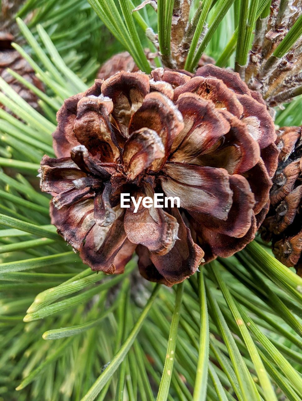 tree, plant, growth, nature, conifer cone, close-up, beauty in nature, pine cone, branch, flower, spruce, fir, leaf, green, no people, plant part, pine tree, coniferous tree, pine, pinaceae, food, food and drink, day, freshness, palm tree, outdoors, focus on foreground, brown, flowering plant