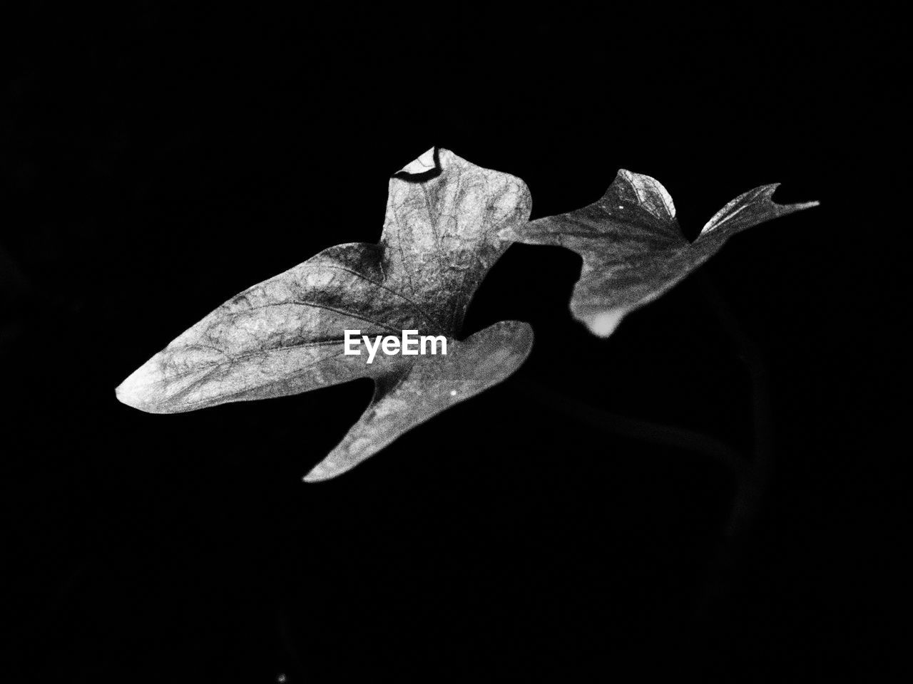 CLOSE-UP OF MAPLE LEAF ON BLACK BACKGROUND