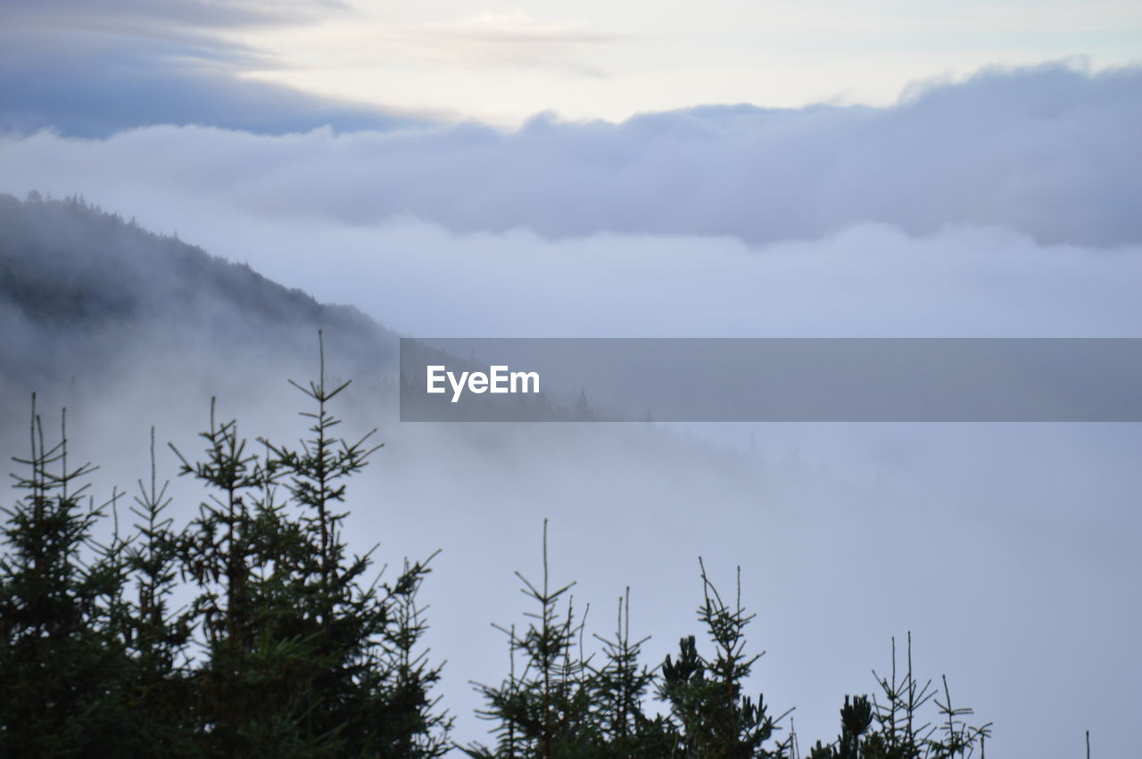 VIEW OF TREES ON MOUNTAIN