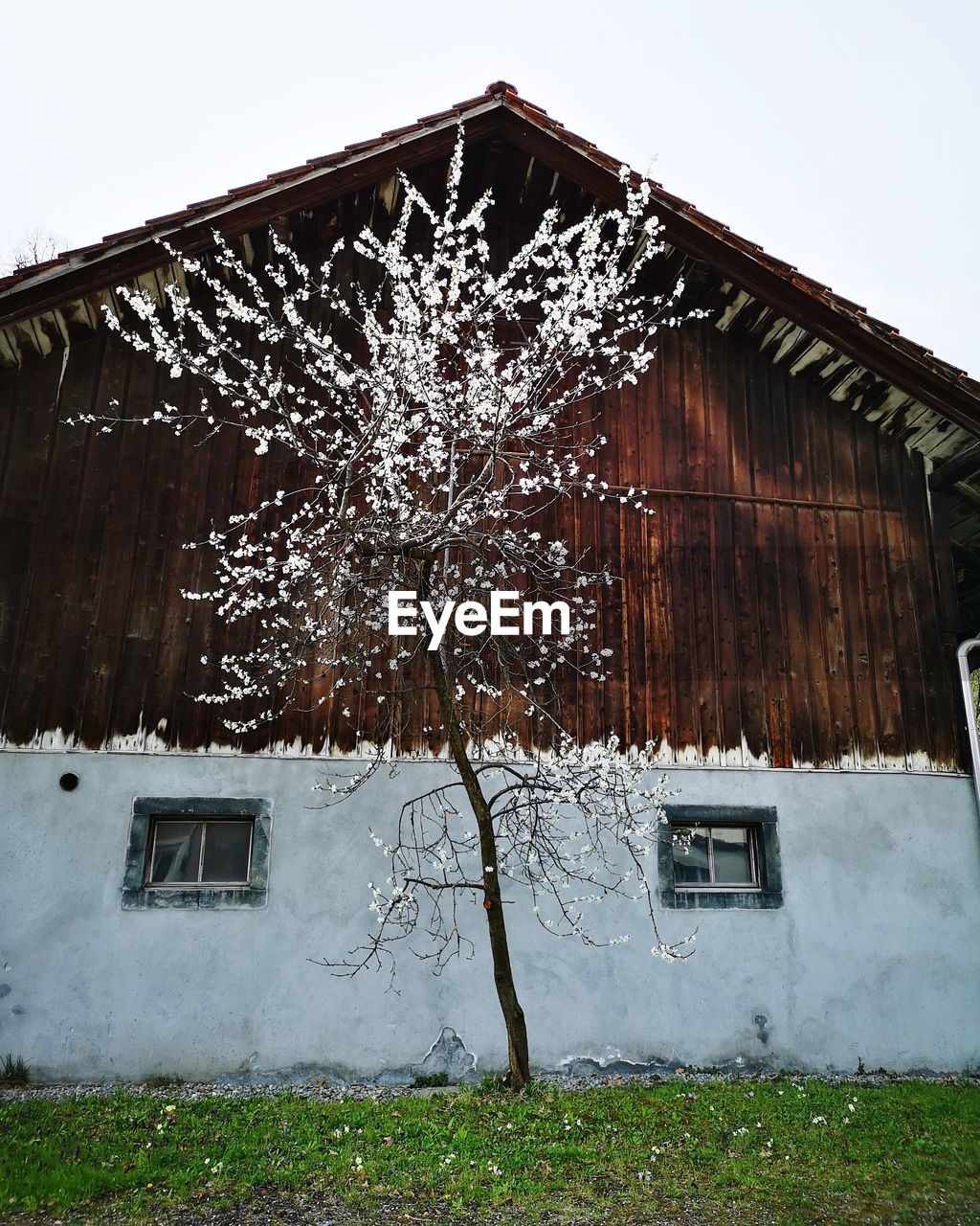 BARE TREE AND HOUSE AGAINST BUILDING