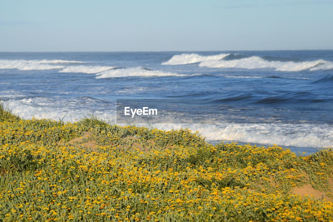 SCENIC VIEW OF SEA AND YELLOW FLOWERS ON BEACH