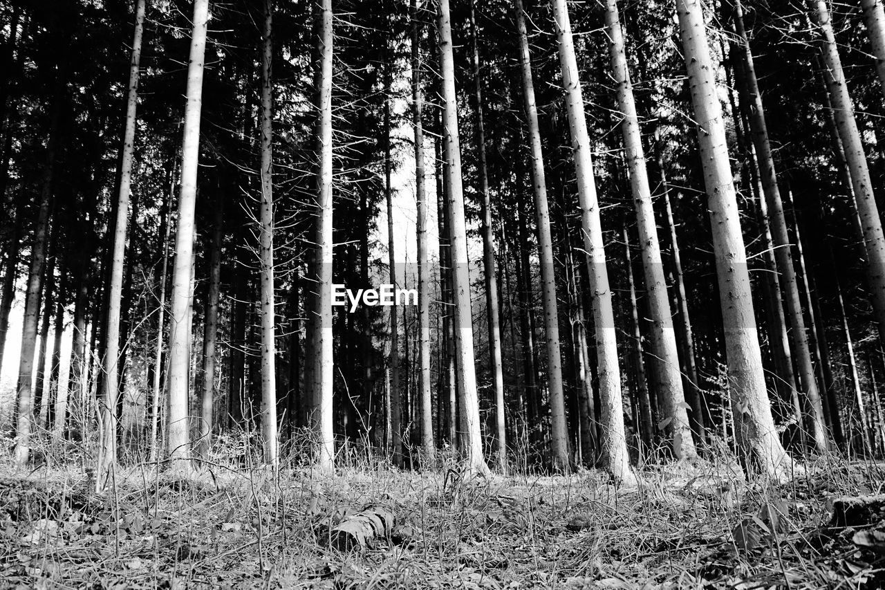 LOW ANGLE VIEW OF BAMBOO FOREST