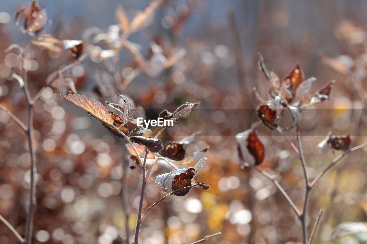 Close-up of wilted plant in forest