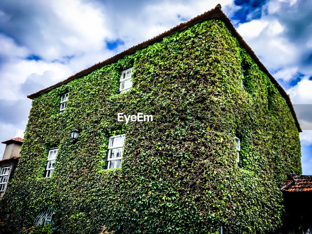 LOW ANGLE VIEW OF IVY