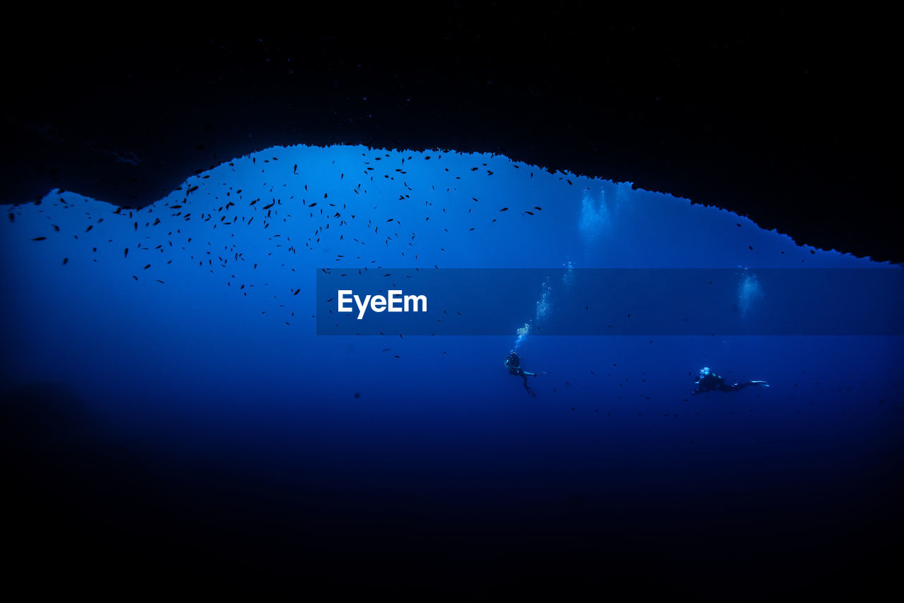 Close-up of jellyfish swimming in sea