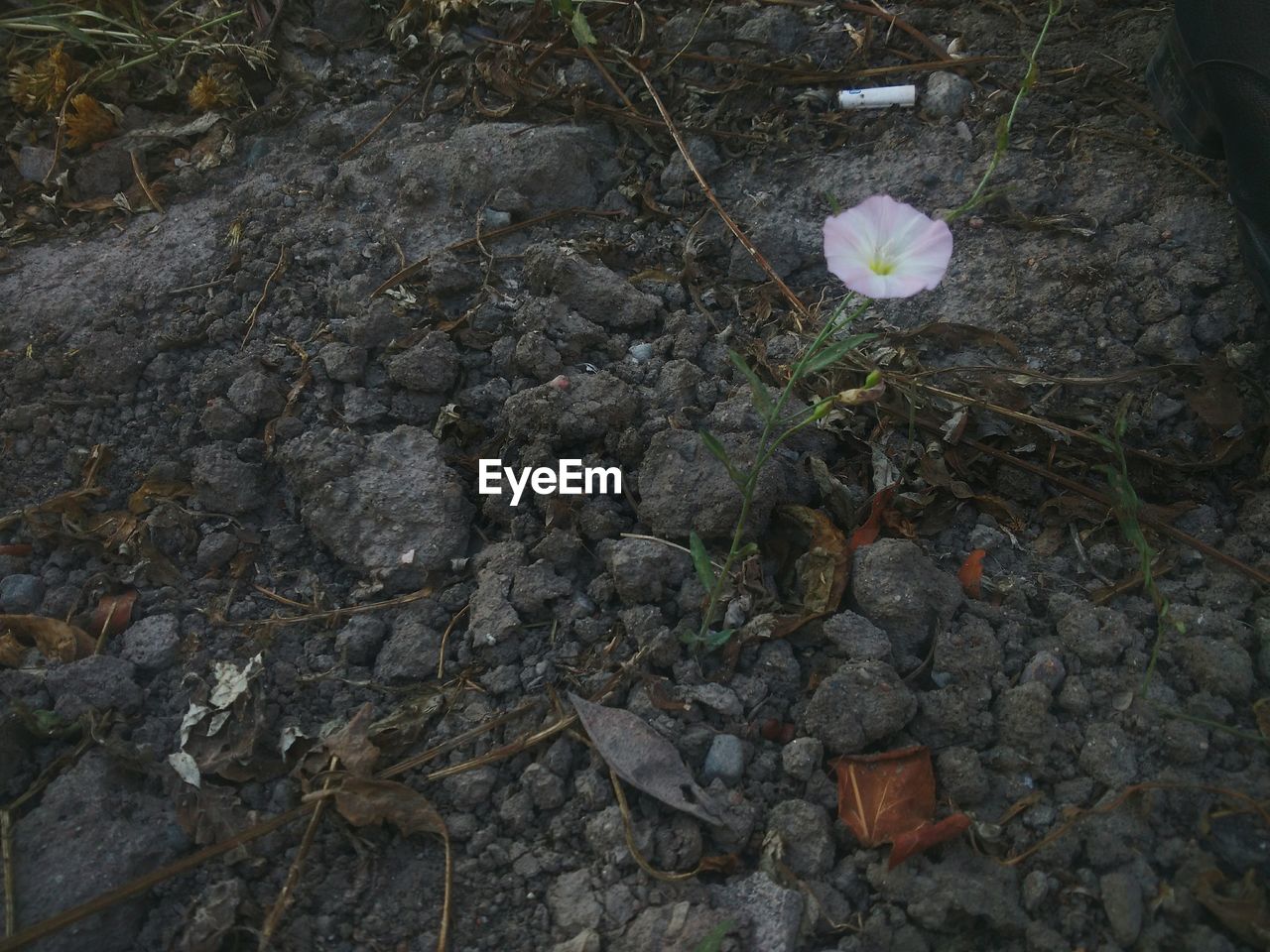 HIGH ANGLE VIEW OF FLOWERING PLANT ON LAND