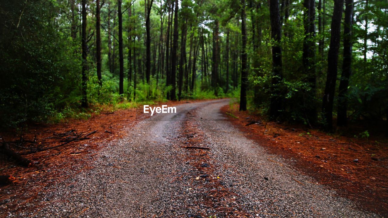 Road amidst trees in forest