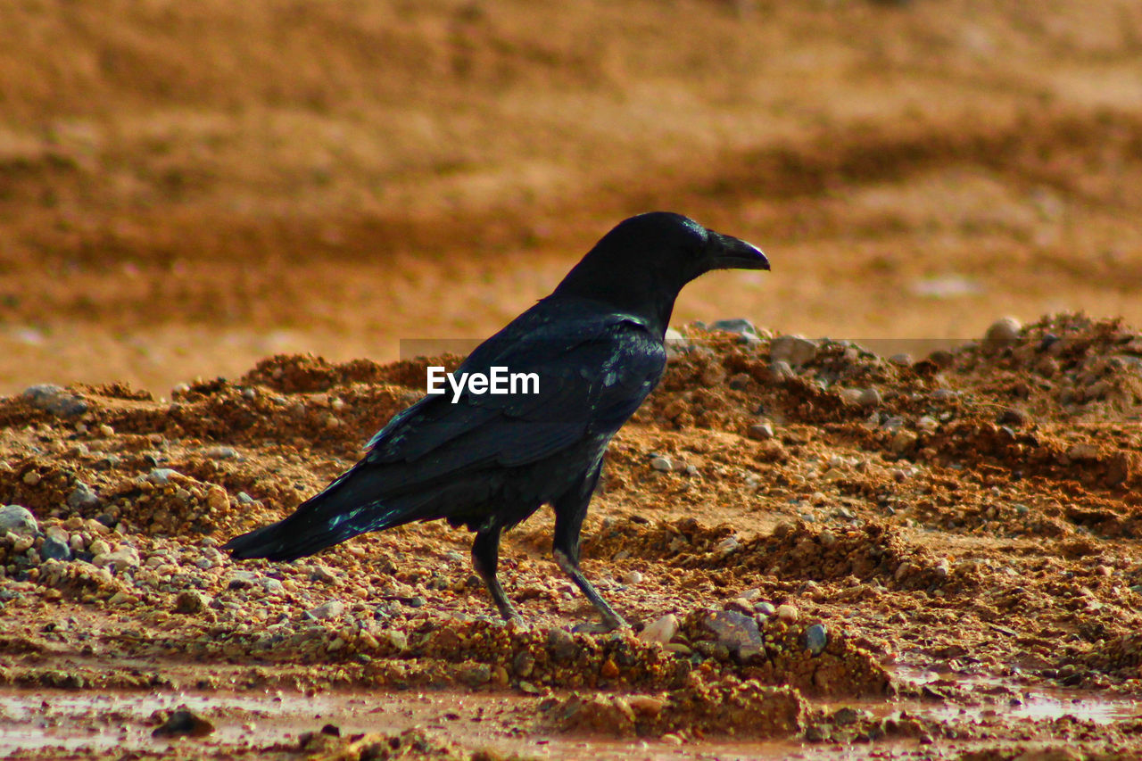 Bird perching on a field