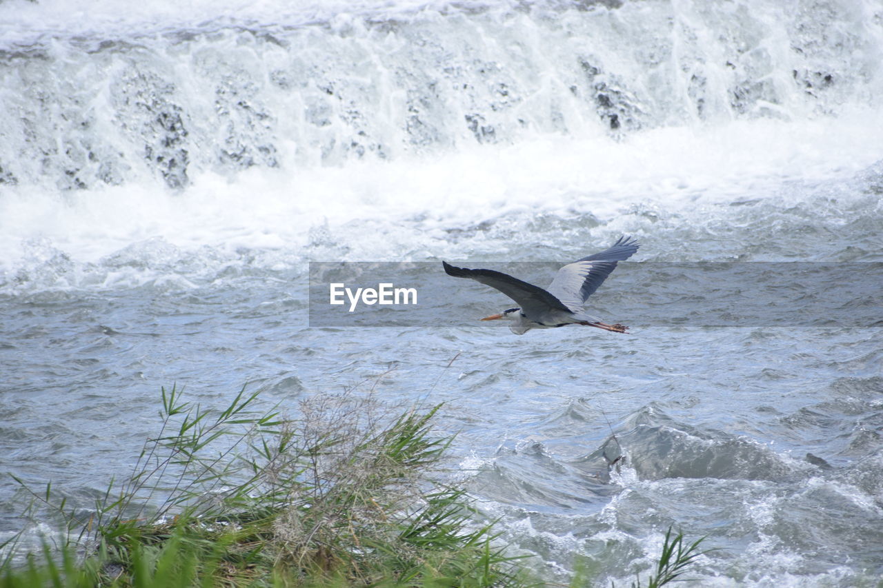 View of gray heron flying over river
