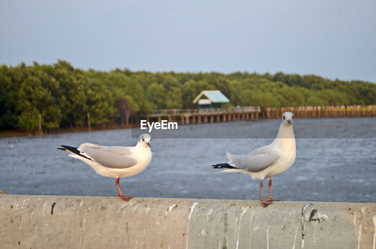 Seagulls perching on retaining wall by sea against sky