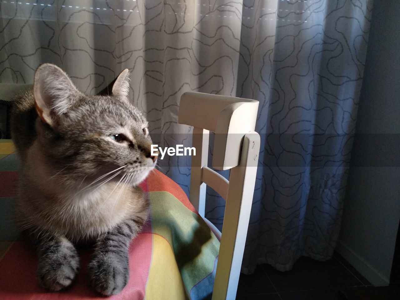 CAT RELAXING ON SOFA