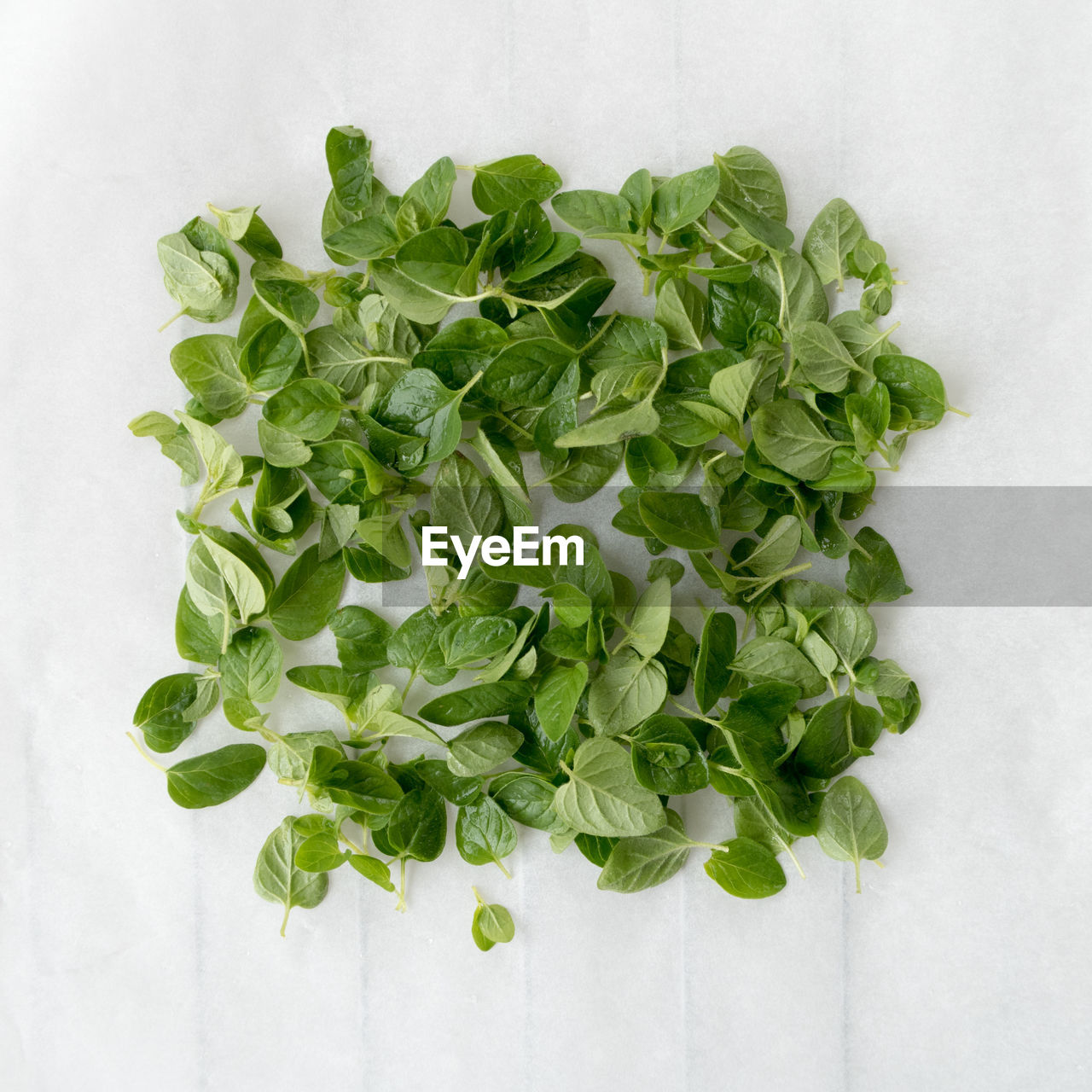 Directly above shot of leaf vegetables on white background