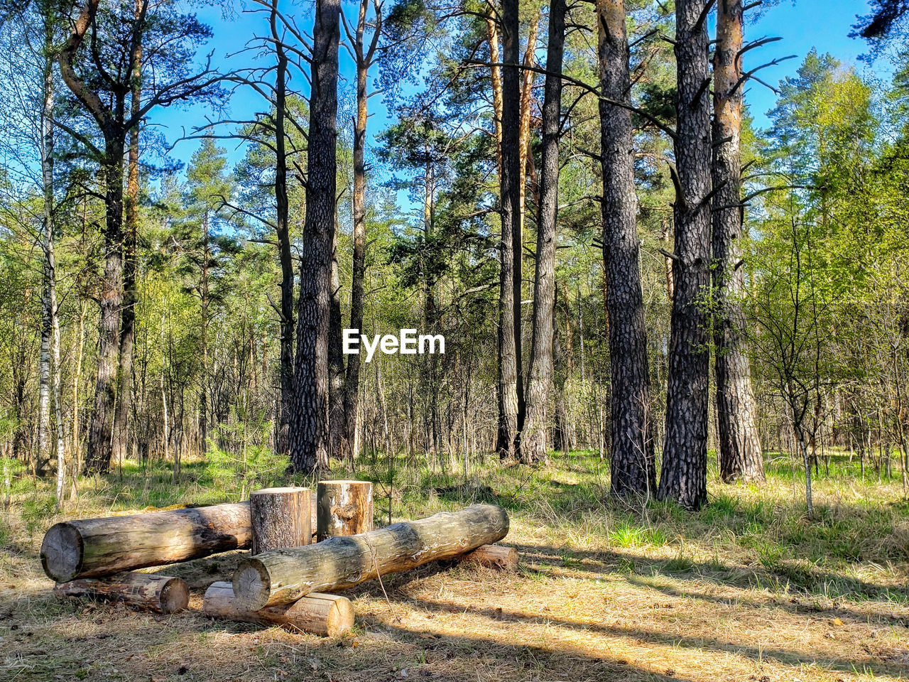 TREES ON FIELD