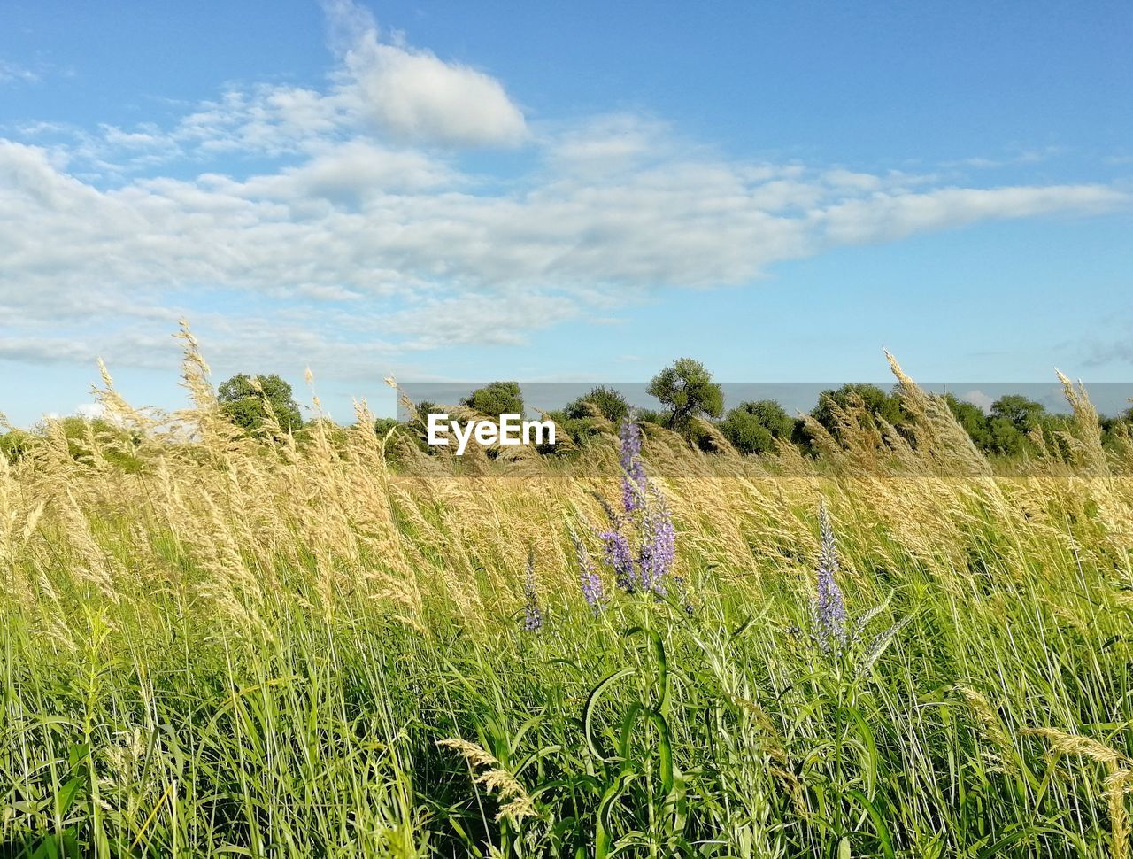 PLANTS GROWING ON FIELD