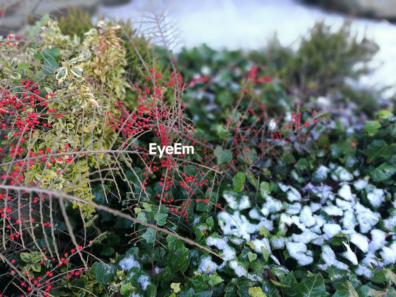 Close-up of flowers growing on tree