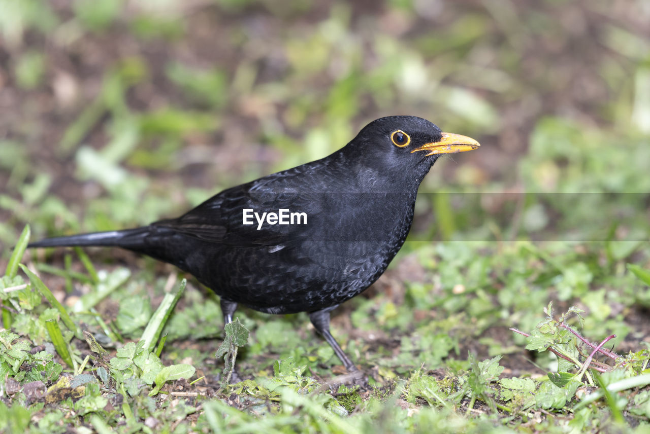 BIRD PERCHING ON A FIELD