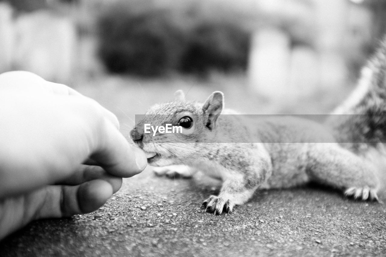 Cropped hand of person feeding squirrel on rock
