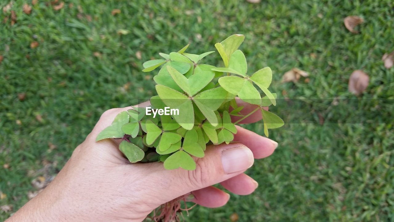 Close-up of hand holding clover