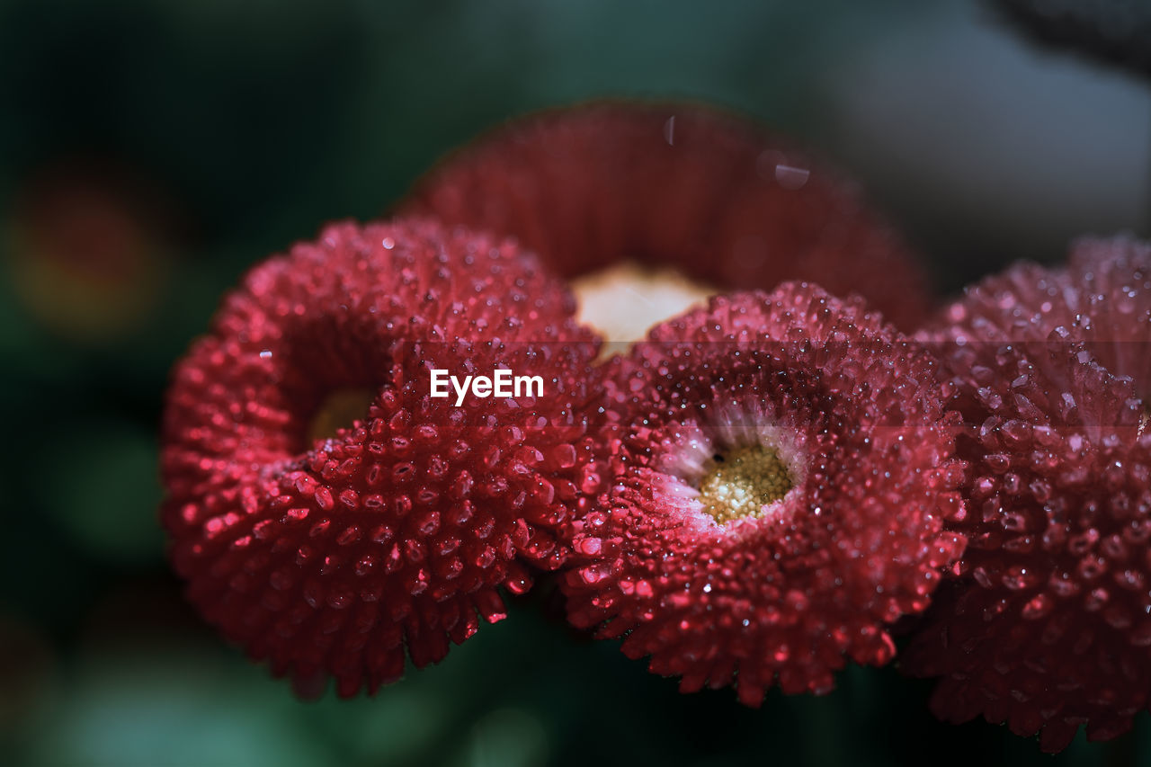 close-up of water drops on flower