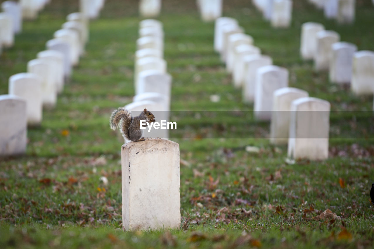 View of arlington cemetery in united states