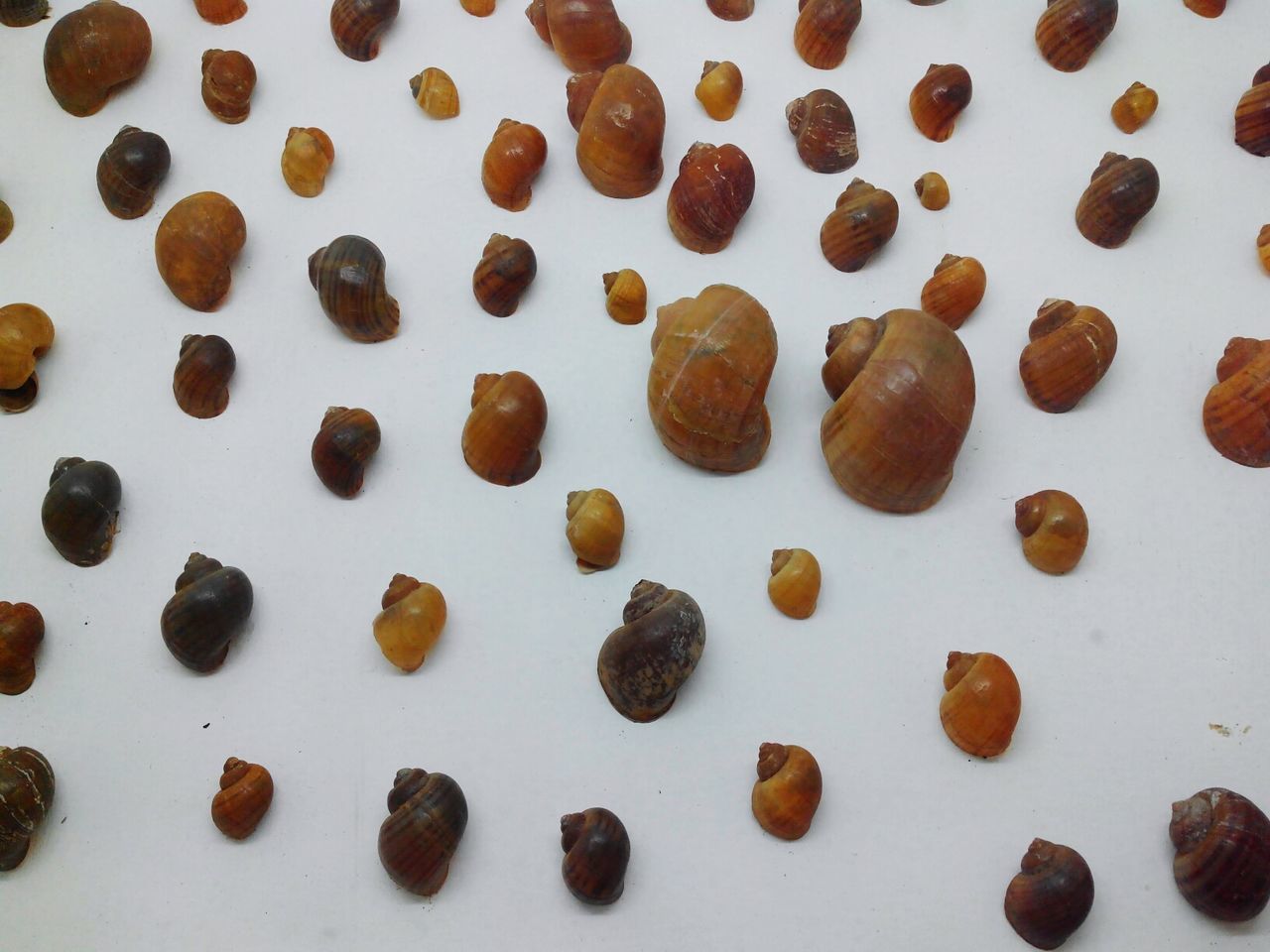 Close-up of snail shells against white background