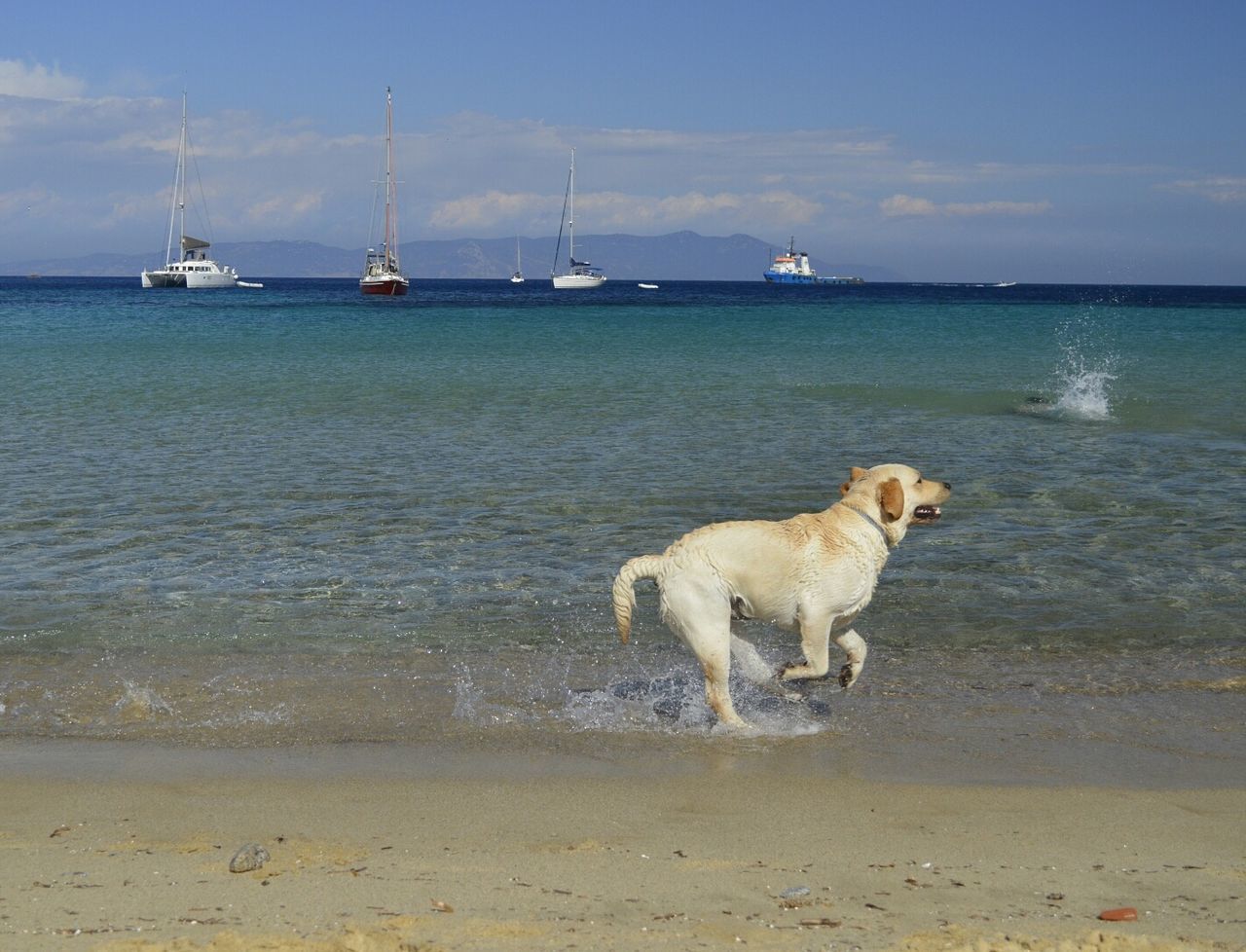 VIEW OF DOG ON BEACH AGAINST SKY