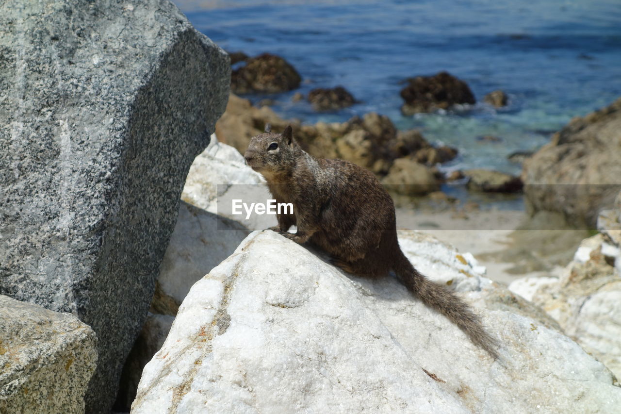 VIEW OF LIZARD ON ROCK