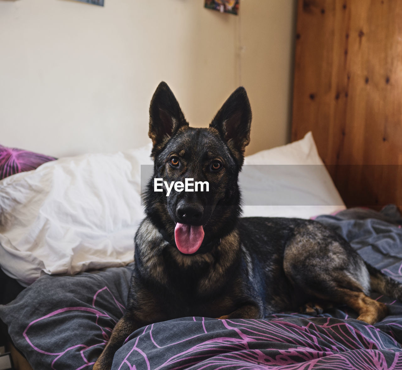 Portrait of dog resting on bed at home