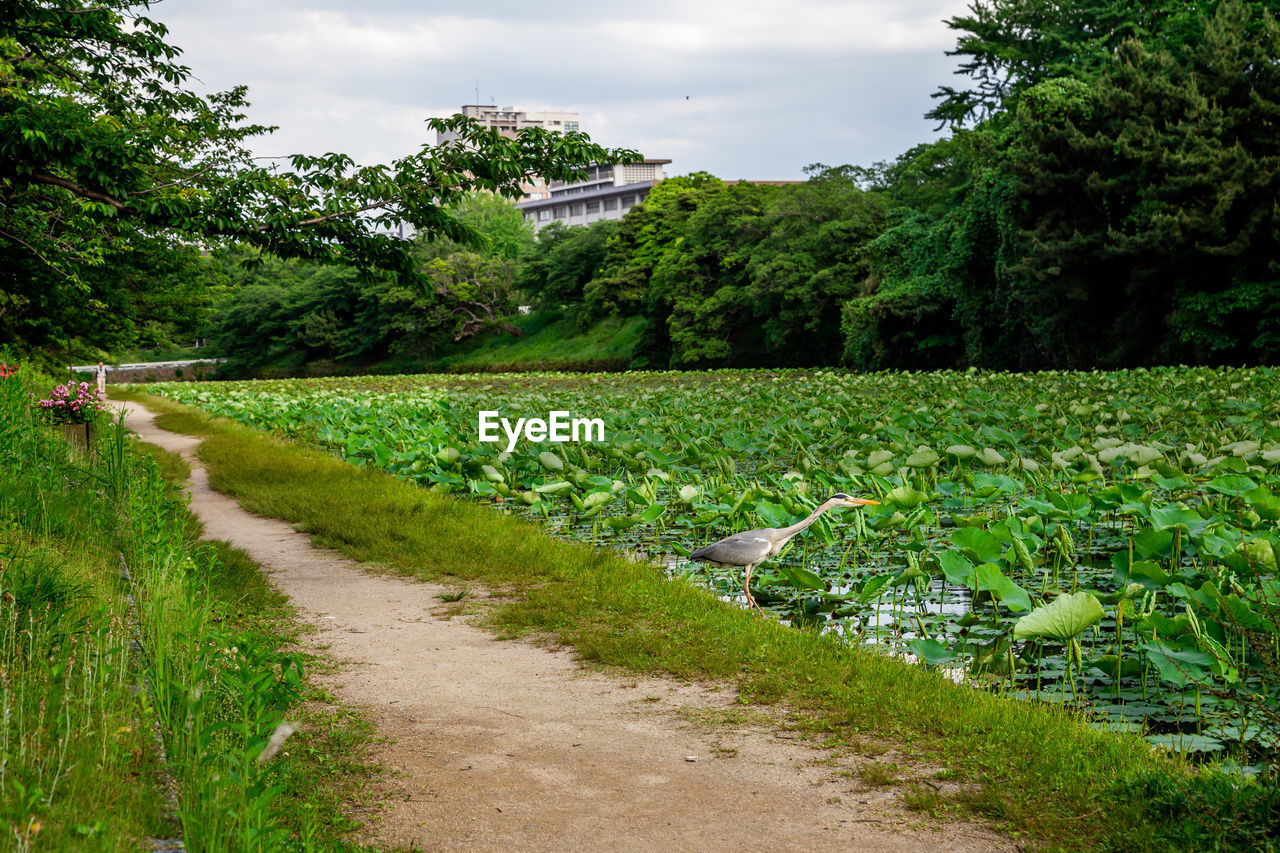 A great blue heron is looking into the water of a pond by fukuoka castle ruins, fukuoka, japan