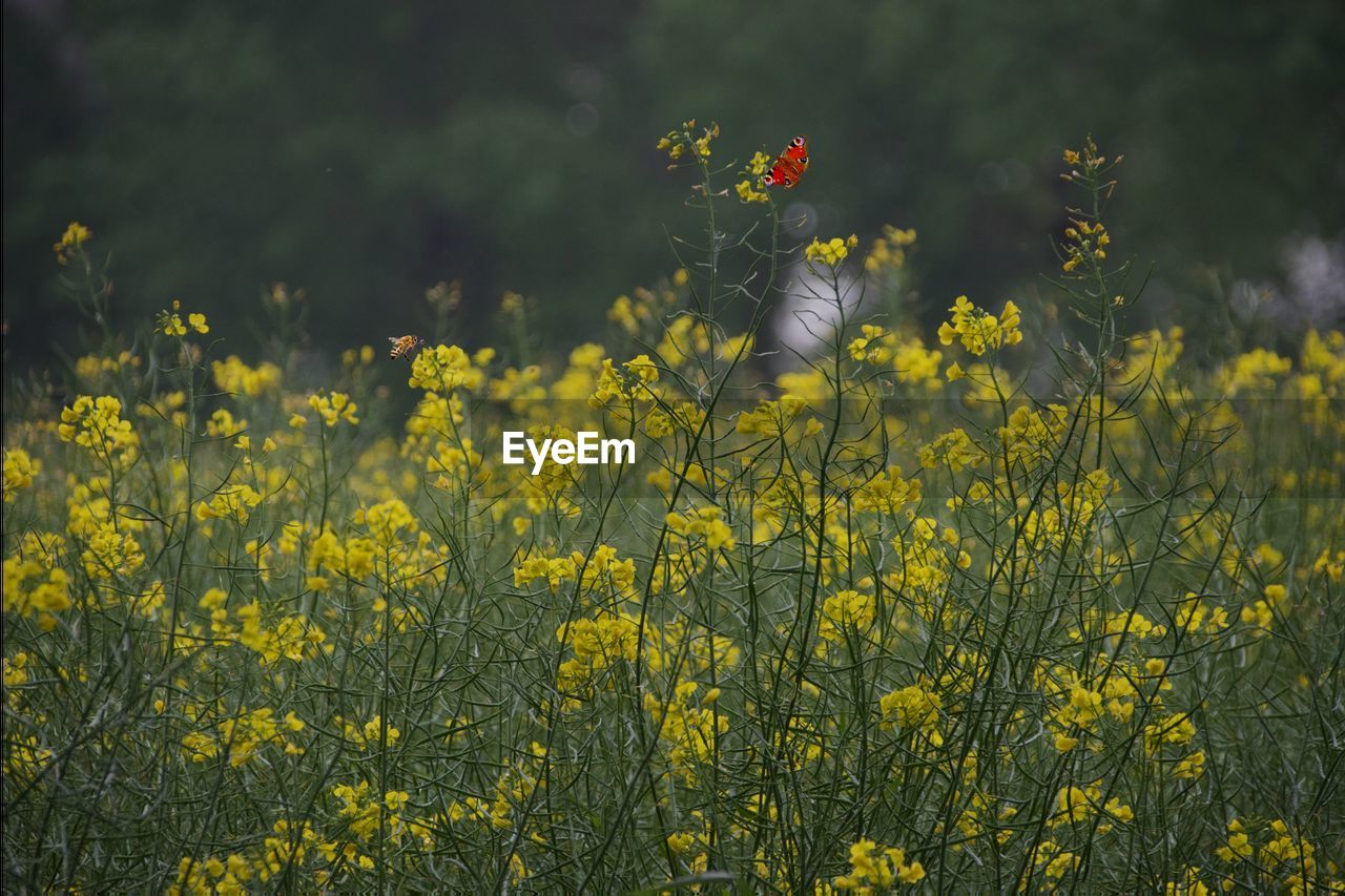 SCENIC VIEW OF YELLOW FLOWERING PLANTS ON FIELD DURING RAINY SEASON