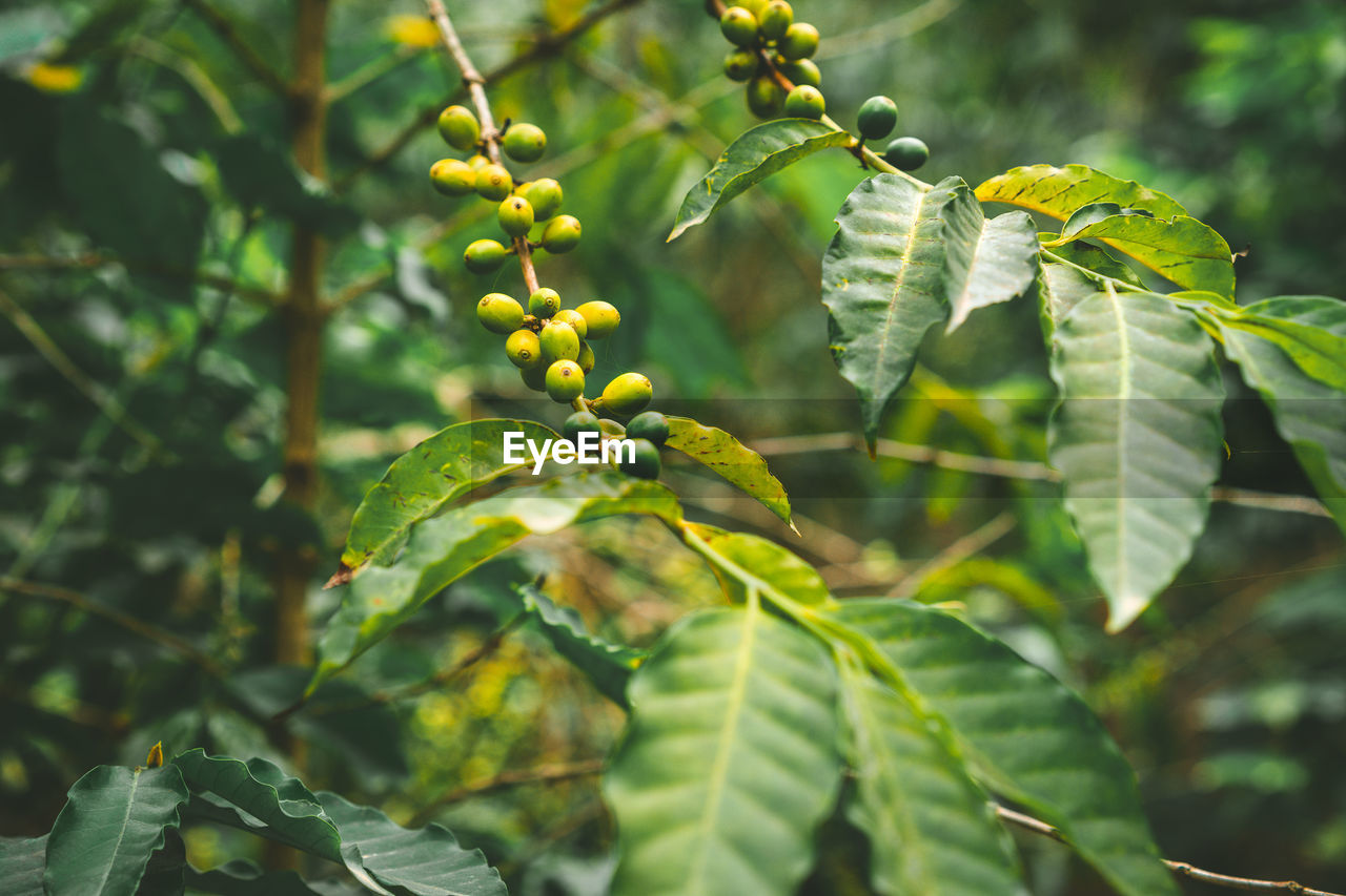 Branch with green coffee beans and foliage. santo antao island, cape verde