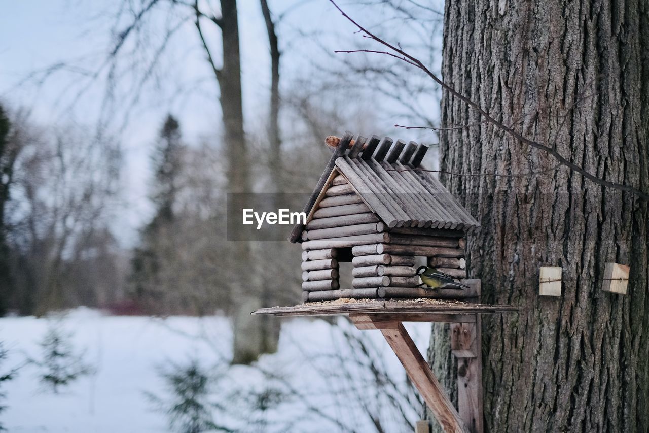 tree, winter, snow, bare tree, plant, nature, architecture, built structure, wood, cold temperature, no people, building exterior, day, tree trunk, trunk, building, house, land, outdoors, sugar house, branch, forest, tranquility, beauty in nature, birdhouse, tree house, hut, focus on foreground, scenics - nature