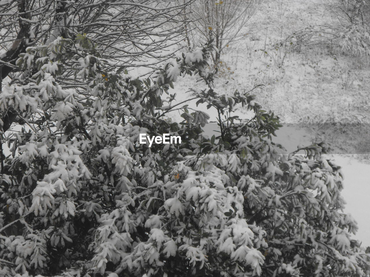 CLOSE-UP OF SNOW ON PLANTS