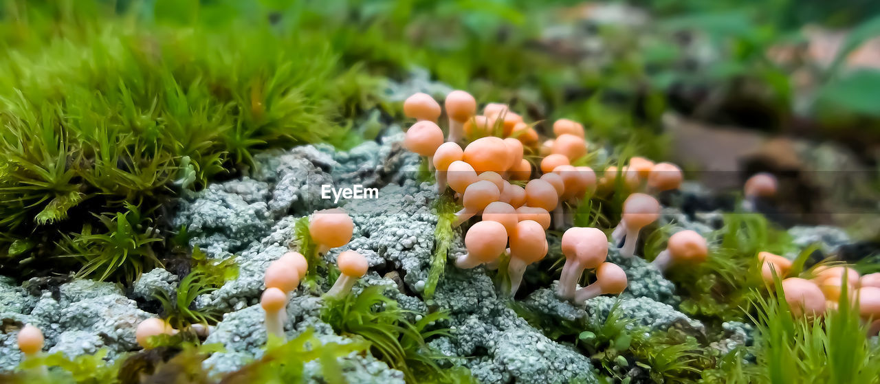 Close-up of mushrooms growing on the field