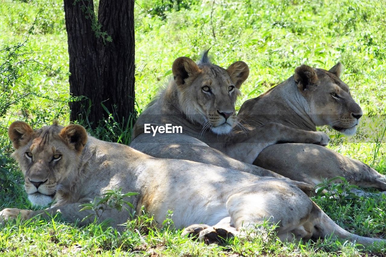 Lions resting in forest