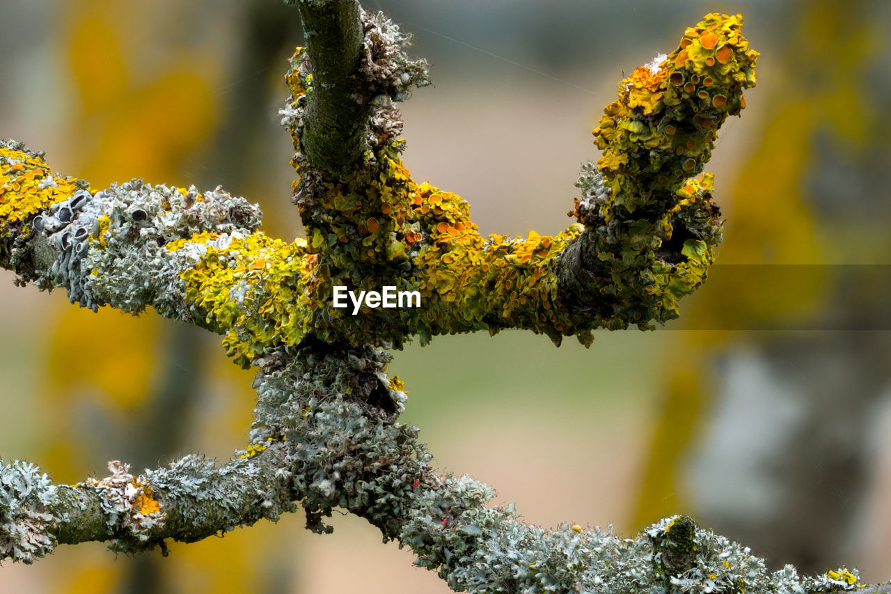 plant, yellow, branch, tree, nature, flower, macro photography, leaf, no people, close-up, beauty in nature, green, outdoors, focus on foreground, growth, produce, day, environment, food, shrub, food and drink, blossom, autumn, plant part