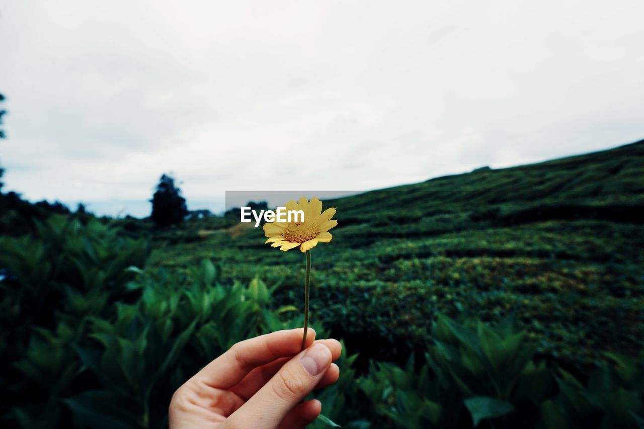 CROPPED HAND HOLDING YELLOW FLOWERING PLANTS