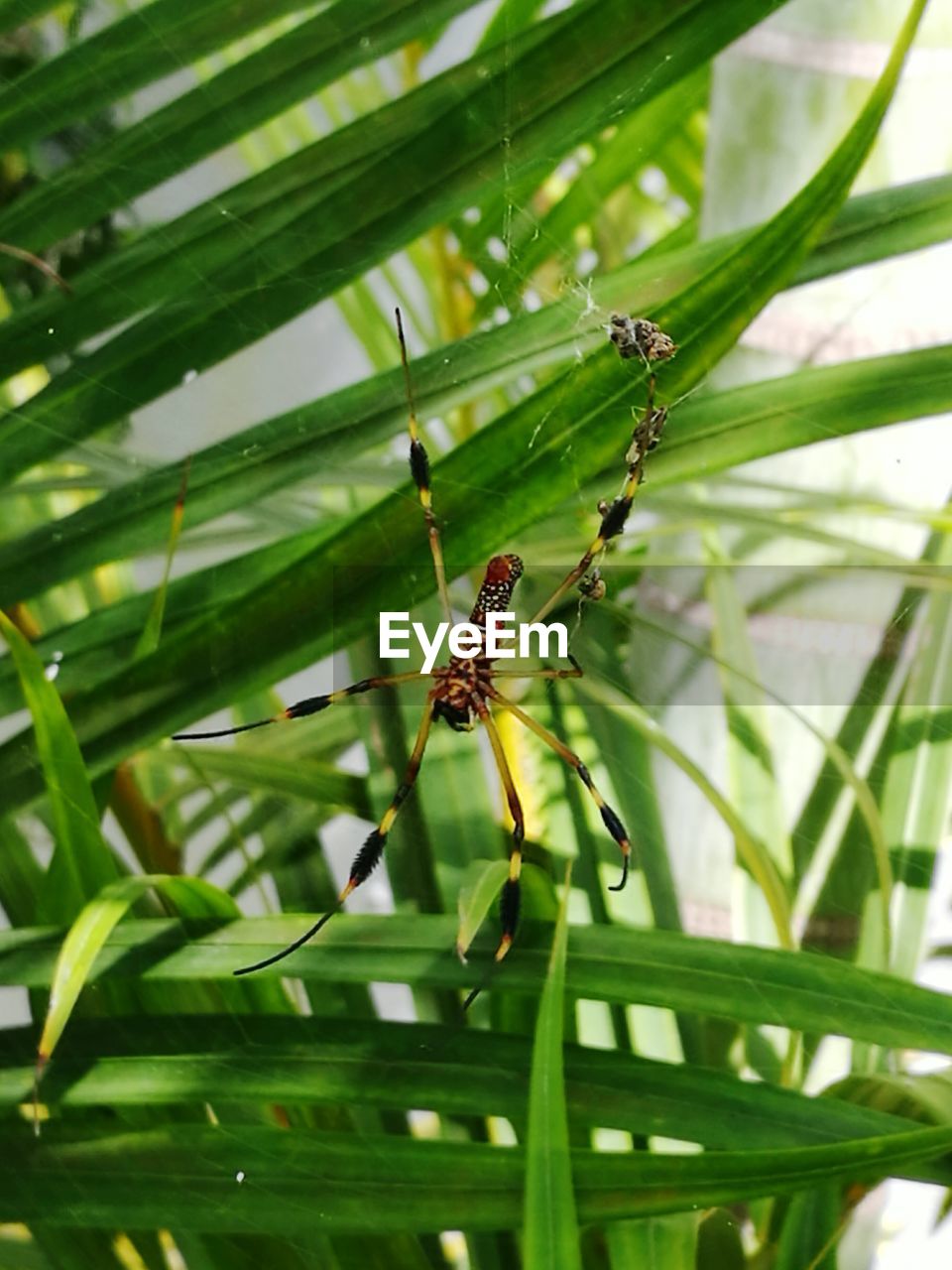 Close-up of spider on plant