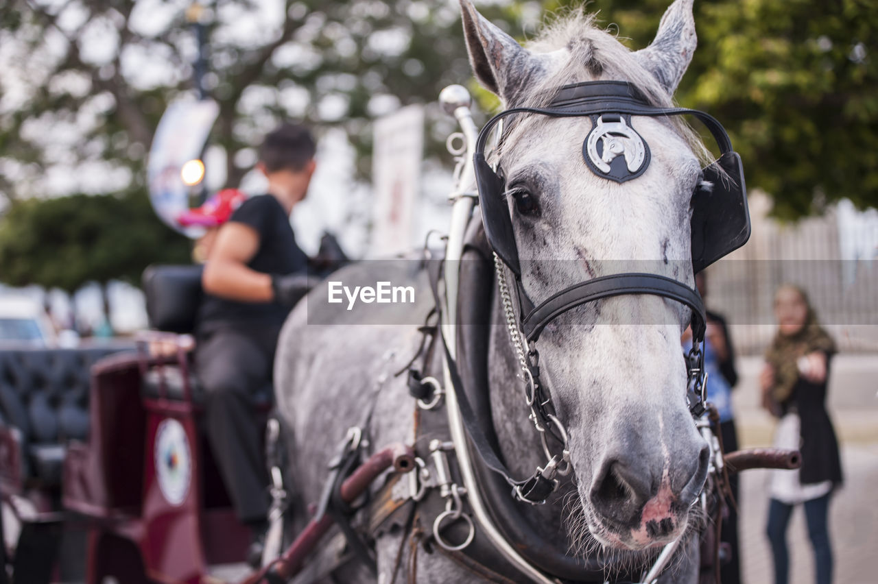 Man sitting in horse carriage