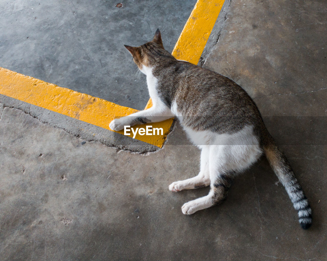 High angle view of tabby cat