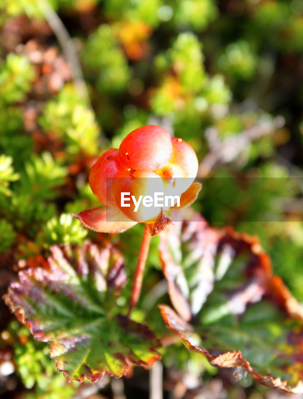 CLOSE-UP OF FRESH PLANTS