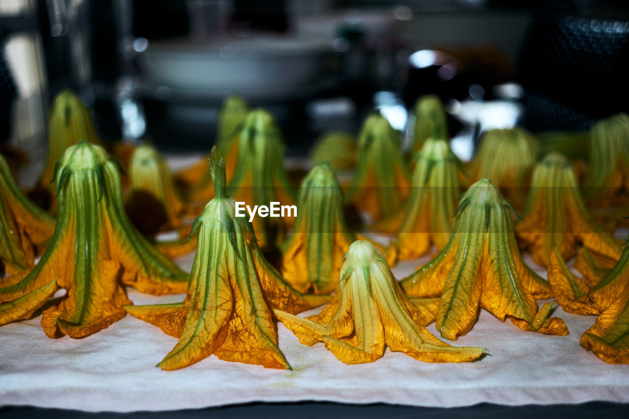 Close-up of courgette flowers