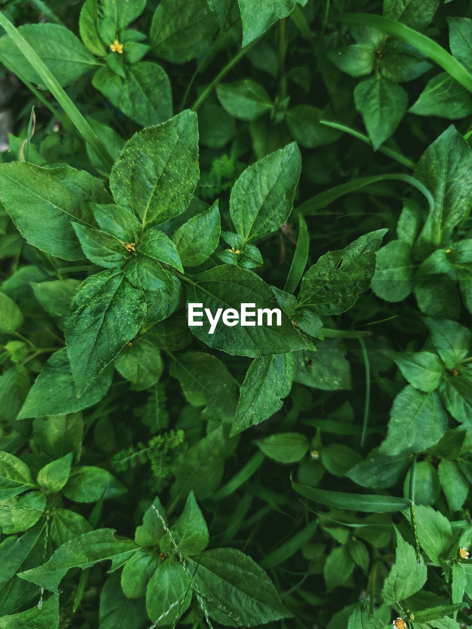 Full frame shot of green leaves